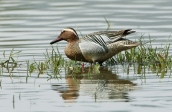 Garganey (Anas querquedula) at Shinias wetlands