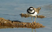 Little ringed plover (Charadrius dubius) at Oropos lagoon
