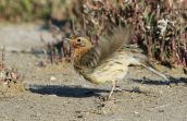 Red-throated pipit (Anthus cervinus) at Oropos lagoon