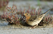 Red-throated pipit (Anthus cervinus) at Oropos lagoon