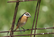 Whinchat (Saxicola rubetra) at Dystos at Evia island