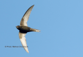 Pallid swift