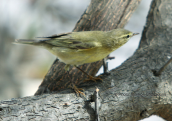 Willow Warbler (Phylloscopus trochilus) at Mikonos island