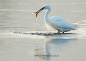 Little egret (Egretta garzetta) at Oropos lagoon