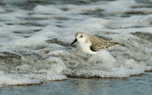 Sanderling (Calidris alba) at Oropos lagoon