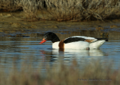 Shelduck (Tadorna tadorna) at Oropos lagoon