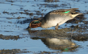 Teal (Anas crecca) at Evros delta