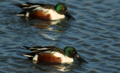 Nothern shoveler (Anas clypeata) at Evros delta