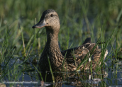 Mallard