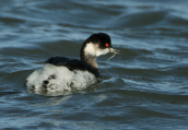 Black necked grebe at Evros delta