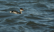Black necked grebe (Podiceps nigricollis) at Evros delta