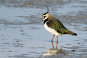 Northern Lapwing (Vanellus vanellus) at Evrosdelta