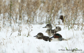 Teals (Anas crecca) at Oropos lagoon