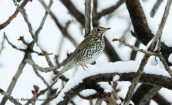 Song thrush (Turdus philomelos) at Tritsis park