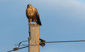 Long legged buzzard at Inofita(Attica)