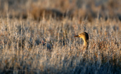 Mallard at Oropos lagoon
