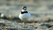 Little ringed plover (Charadrius dubius) at Oropos lagoon