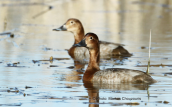 Common pochards (Aythya ferina) at Oropos