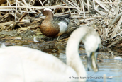 Garganey (Anas querquedula)
