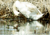 Garganey (Anas querquedula)