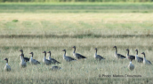 Greylags (Anser anser) at Prespa lakes