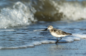 Sanderling (Calidris alba) at Oropos lagoon