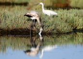 Greater flamingo and little egret at Oropos lagoon