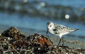 Sanderling (Calidris alba) at Oropos lagoon