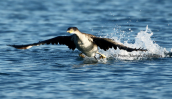 Shag (Phalacrocorax aristotelis) at  Oropos Attica