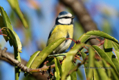 Blue tit (Parus caeruleus) at Tritsis park at Athens Attica