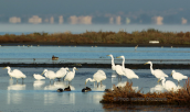 Oropos lagoon