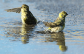 Serins (Serinus serinus) taking a bath