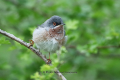 Subalpine warbler (Sylvia cantillans) at Parnitha mountain