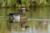 Garganey (Anas querquedula) at Oropos lagoon
