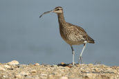 Whimbrel (Numenius phaeopus) at Oropos lagoon