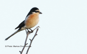 Masked shrike (Lanius nubicus) at Evros delta