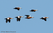 Ruddy Shelducks (Tadorna ferruginea) at Evros delta