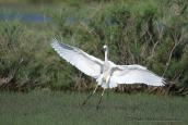 Great white egret (Egretta alba) at Evros delta