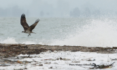 Osprey (Pandion haliaetus) at Oropos lagoon