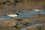 Ringed plover