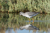 Spotted redshank (Tringa erythropus) at Oropos lagoon