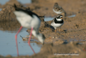 Ringed plover
