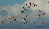 Greater flamingos (Phoenicopterus ruber) at Oropos lagoon