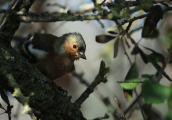 Chaffinch (Fringilla coelebs) at Parnitha mountain