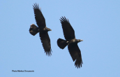 Ravens (Corvus corax) at Parnitha mountain