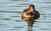 Ferruginous duck (Aythya nyroca) at Tritsis park(Athens)