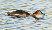 Ferruginous duck (Aythya nyroca) at Tritsis park(Athens)