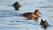 Ferruginous duck (Aythya nyroca) at Tritsis park(Athens)