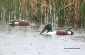 Nothern shovelers ( Anas clypeata) at Oropos lagoon