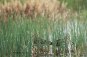 Snipes (Gallinago gallinago) at Oropos lagoon